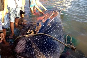 Cá nhám voi ‘khủng’ dạt vào bờ biển Khánh Hòa