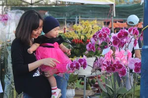 Muôn hoa khoe sắc ở chợ hoa TP Đà Nẵng
