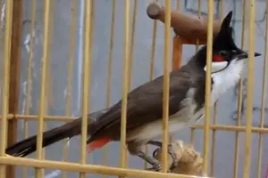 Truy tố hai người trộm chim cảnh của giám đốc sở 'tuổi 30'