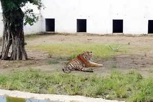 Hổ chết tại vườn thú Mỹ Quỳnh, Long An