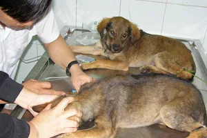 Lo ‘hậu sự’ cho chó, mèo