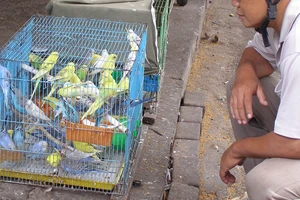 Nuôi chim cảnh phải có chứng nhận nguồn gốc