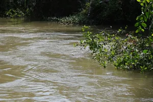 Điêu đứng vì con rạch “cấp” nước mặn