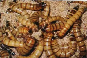 Cấm nuôi và vận chuyển sâu Super worm