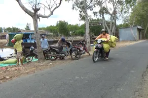 Cà Mau kênh trơ đáy, chở lúa bằng xe ôm