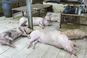 Phát hiện 624 con heo bụng no nước, chân đi không vững 