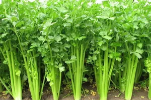 7 loại thực phẩm cực tốt cho quý ông