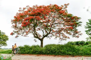 Hè về trở lại chốn quê