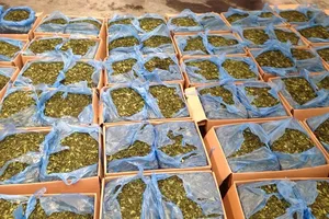 Bắt lô lá cây lạ chứa ma túy cực mạnh tại sân bay Tân Sơn Nhất