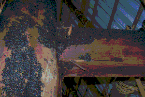 Người dân đau đầu với bọ đậu đen