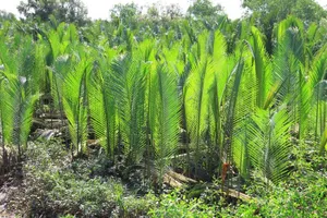 Tranh chấp đất với cha, đánh gãy tay cô ruột