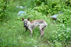 Sau 1 năm, chú chó bị hoại tử mõm tại Bến Tre đã hồi phục thế này đây!