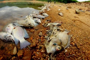 Cá chết xếp lớp ở hồ Phước Hà gây ô nhiễm nghiêm trọng