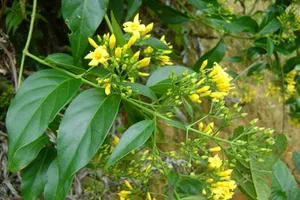 Quảng Ngãi lo ngại tình trạng tự tử, đuối nước, chết do điện giật 