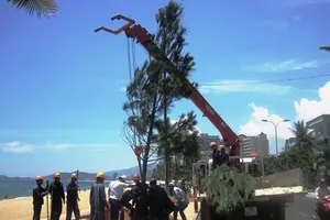 Phố biển Nha Trang trồng cây thông Caribe