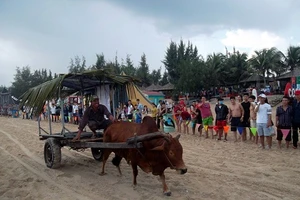 Độc đáo cuộc đua xe bò trên bãi biển ở La Gi