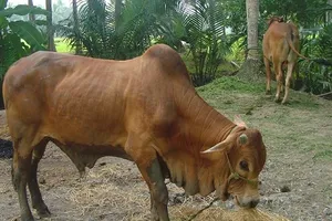 Người phụ nữ bị bò hàng xóm húc tử vong