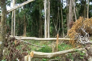 Khởi tố trùm giang hồ trang bị 'hàng nóng' đi phá rừng