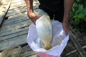 Người dân đổ xô vớt 'cá lạ' nổi trên sông