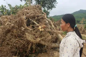 Người trồng bưởi bật khóc trên mảnh vườn tan tác sau lũ