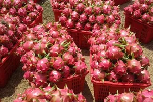 Phạt thương lái Trung Quốc mua thanh long trái phép