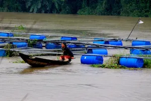 Dân than trời vì hàng chục lồng cá bị nước cuốn trôi