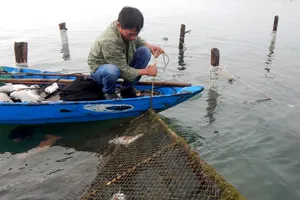 Cá chết trắng lồng, người dân nặng nỗi lo mang nợ