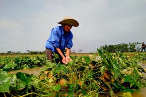 Giá nông sản tăng mạnh sau lũ vẫn không có hàng bán