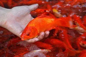 30 rồi mà cá chép vẫn còn… run