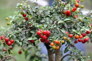 Kỳ hoa dị thảo trong Hội Hoa xuân Tao Đàn TP.HCM