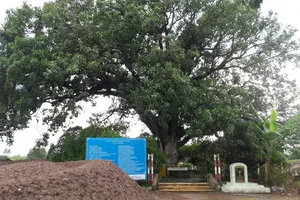 Kỳ thú cây xoài hơn 300 năm tuổi