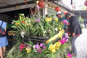 Lý thú chợ lan rừng trên vỉa hè trung tâm thành phố