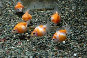 Lý thú giống cá vàng tròn như quả bóng bàn