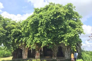 Người dân muốn giữ ngôi đình nằm trọn trong bộ rễ bồ đề