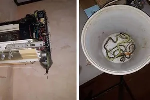 Chuyện rắn bò vào điều hòa: Tin được không?