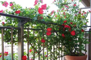 Tạo không gian xanh dễ dàng dù ở nhà mini