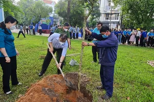 Quận Tân Phú rà soát nhiều nơi để trồng cây xanh