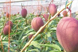 17 biên bản ghi nhớ được kí kết giữa các siêu thị TP.HCM và doanh nghiệp tỉnh Hậu Giang, Đắk Nông