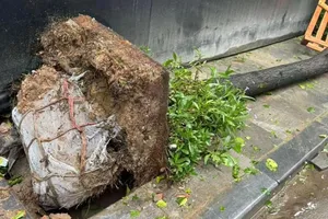 Điều gì sẽ xảy ra nếu cây xanh đô thị đã trồng còn nguyên bầu đất?