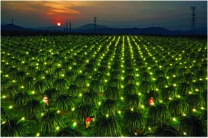 Sự tích cánh đồng ánh sáng