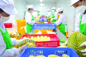 Sầu riêng: Xanh vỏ đỏ tiền