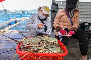 Xuất khẩu tôm hùm vào Trung Quốc tăng, phục vụ phân khúc cao cấp 