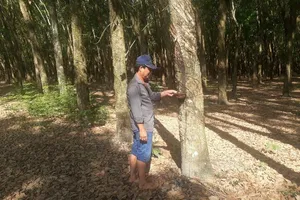 Tây Ninh: Ủy ban thị xã kiện dân đòi đất nông trường Bời Lời