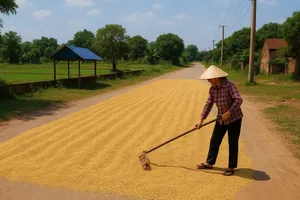 Bị khởi tố từ việc phơi thóc ngoài đường: Bài học đắt giá