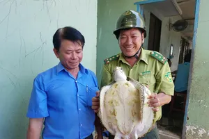 Bến Tre 'giải cứu' và thả con vích 7,5 kg về biển