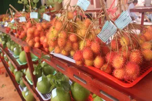 Cuộc đấu xảo hoành tráng tại 'Vương quốc trái cây' Chợ Lách