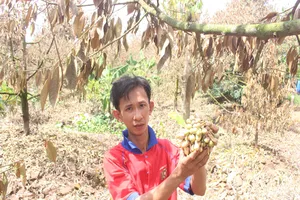 Khóc ròng vì sầu riêng đặc sản chết khô hàng loạt