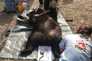 Người dân tự nguyện giao nộp cá thể gấu ngựa nặng 139 kg