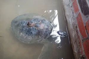 Con vích nặng 18kg dạt vào bờ biển trong cơn bão số 9