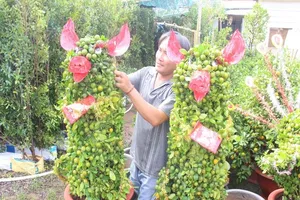 Dân mê cây ngất ngây với tắc kiểng hình heo tết Kỷ Hợi
